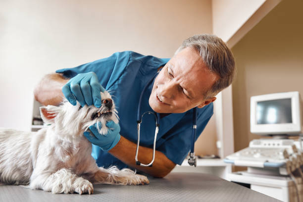 Best Emergency Dental Extractions in Chatsworth, IL
